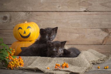 halloween pumpkins ile siyah küçük kedi 
