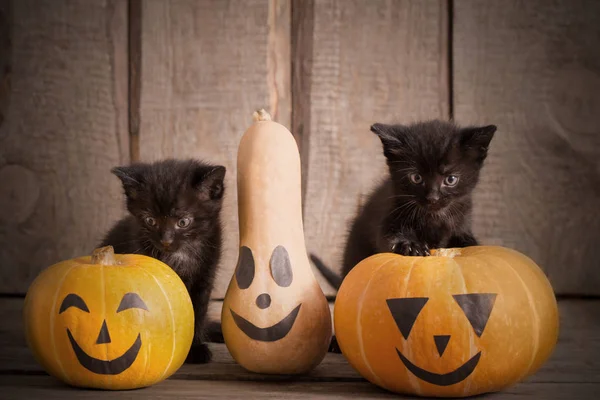 Черная кошечка с тыквами на Хэллоуин — стоковое фото