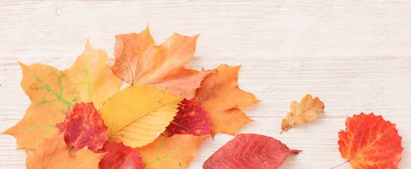 Autumn leaves on white wooden background — Stock Photo, Image