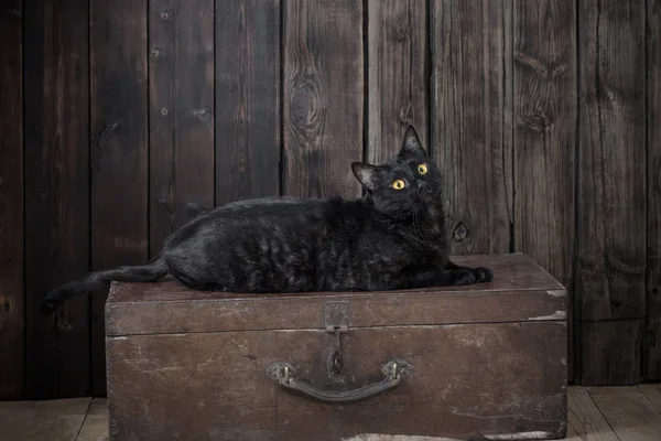 Gatto nero su sfondo di legno scuro — Foto Stock