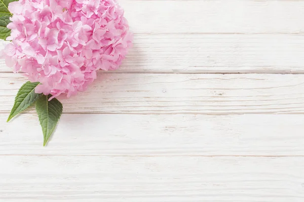 Hortênsia rosa sobre fundo de madeira branco — Fotografia de Stock