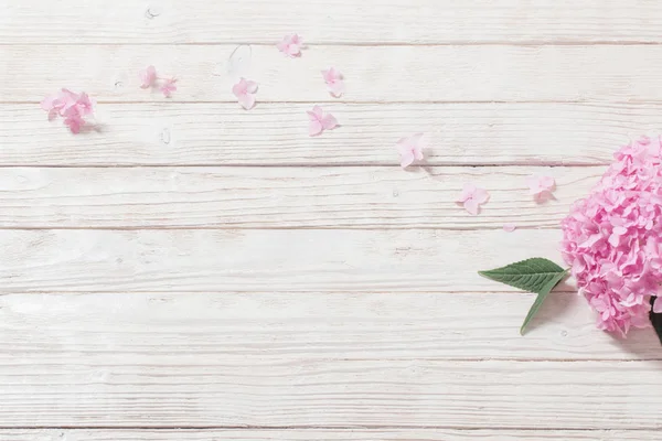 Hortensia rose sur fond blanc en bois — Photo