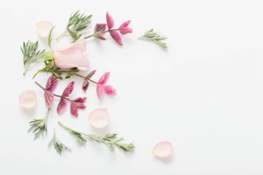 Beyaz arka planda bitkiler ve çiçekler