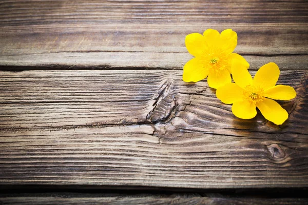 Fiori gialli primaverili su sfondo di legno scuro — Foto Stock