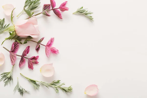 Växter och blommor på vit bakgrund — Stockfoto