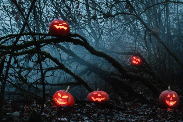 Halloween pumpor i natt skog — Stockfoto