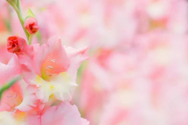 Fondos de pantalla flores fotos de stock, imágenes de Fondos de pantalla flores sin royalties | Depositphotos Fondos de pantalla flores fotos de stock, imágenes de Fondos de pantalla flores sin royalties | Depositphotos