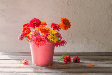 beyaz arka planda kova zinnia çiçekler