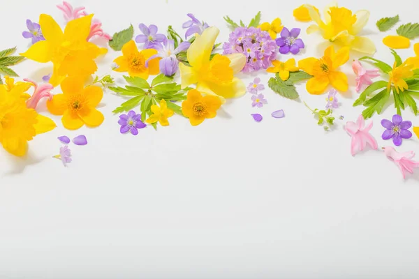 Fiori primaverili su sfondo bianco — Foto Stock