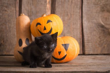 halloween pumpkins ile siyah küçük kedi 