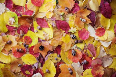 Sonbahar yaprakları ve su damlaları 