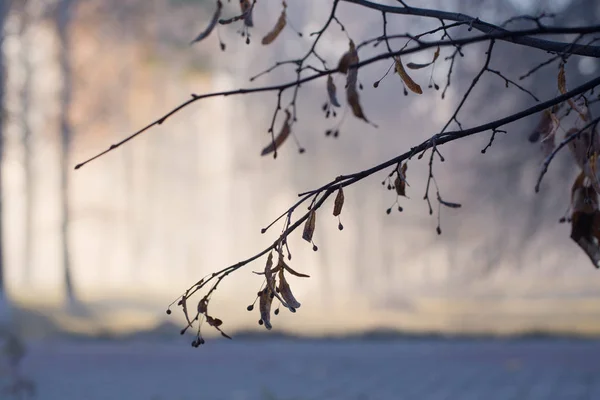 Branch on background  autumn forest — Stock Photo, Image