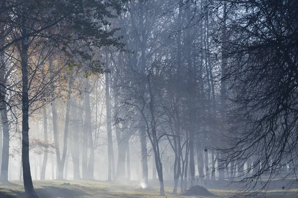 Nevoeiro na floresta de outono — Fotografia de Stock