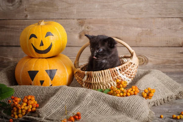 Черная кошечка с тыквами на Хэллоуин — стоковое фото