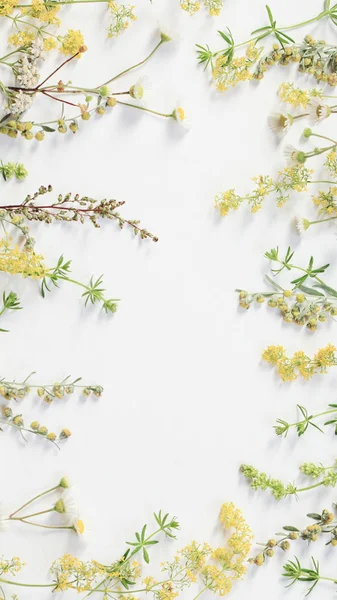 Fiori di campo su sfondo di carta bianca — Foto Stock