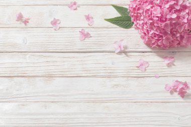 beyaz ahşap arka plan pembe ortanca