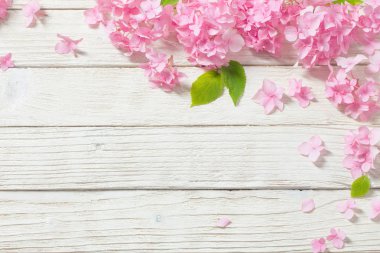 beyaz ahşap arka plan pembe ortanca