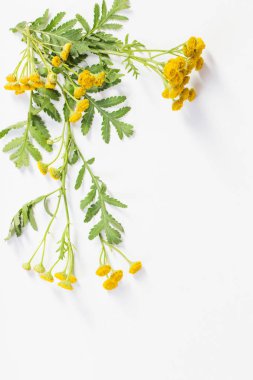 beyaz arka plan üzerinde tansy çiçekler