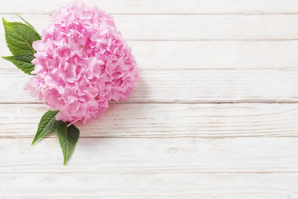 Różowy Hortensja na białym tle drewnianym — Zdjęcie stockowe
