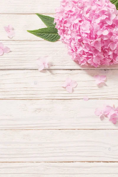 Ortensia rosa su fondo bianco in legno — Foto Stock