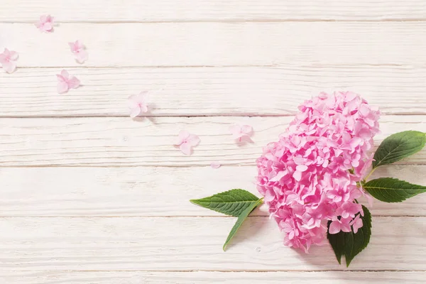 Roze hortensia op witte houten achtergrond — Stockfoto