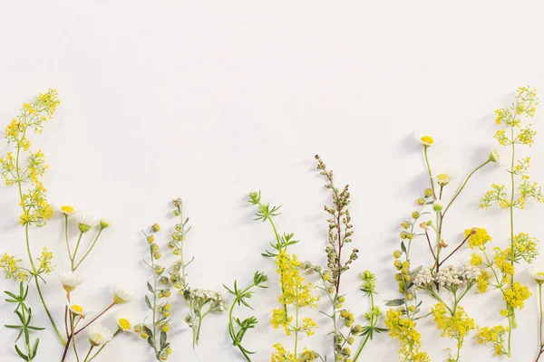 wildflowers on white paper background