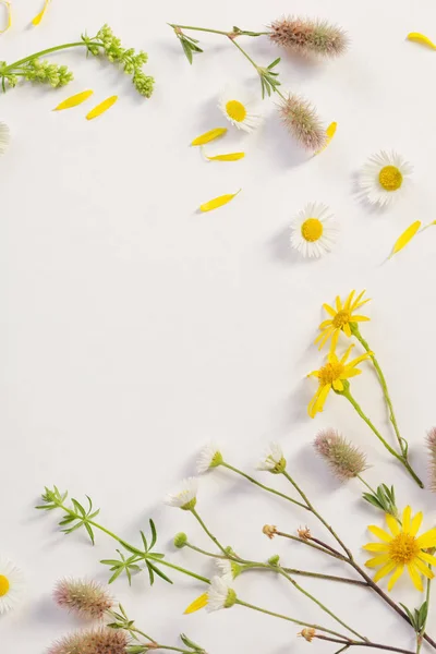 Дикі квіти на фоні білого паперу — стокове фото