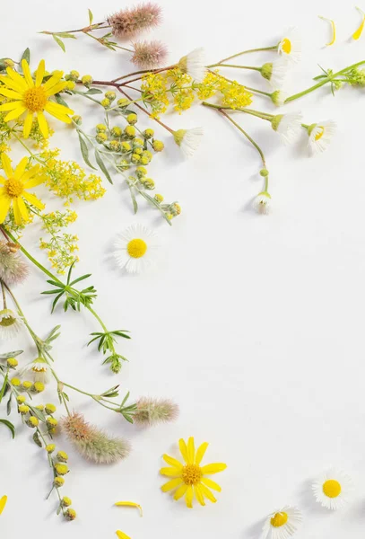 Fiori di campo su sfondo di carta bianca — Foto Stock