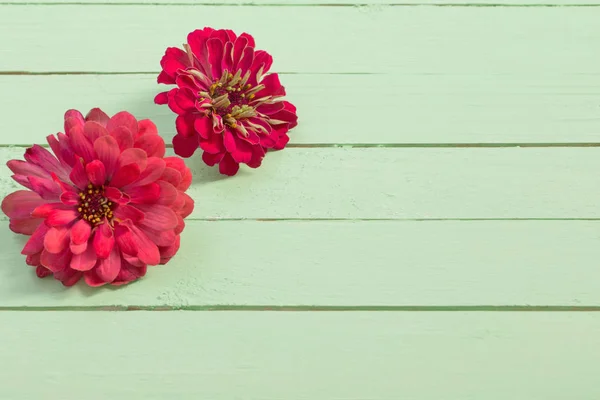 緑の木製の背景にジニアの花 — ストック写真