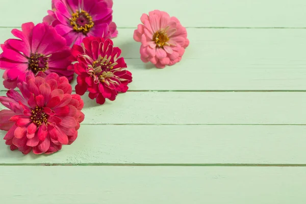 Flores de zinnia sobre fondo de madera verde —  Fotos de Stock