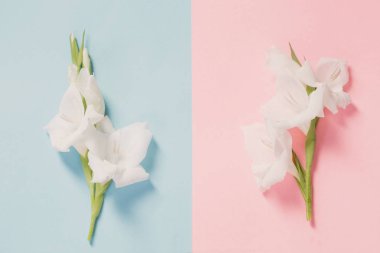 pembe ve mavi kağıt arka plan üzerinde beyaz gladiolus