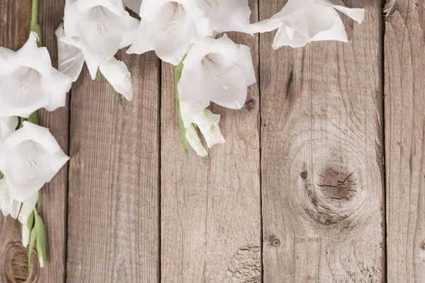 Vit Gladiolus på trä bakgrund — Stockfoto