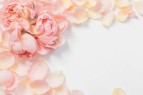Rosa fiori e petali su sfondo bianco — Foto Stock