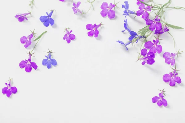 Lobelie květiny na bílém pozadí — Stock fotografie