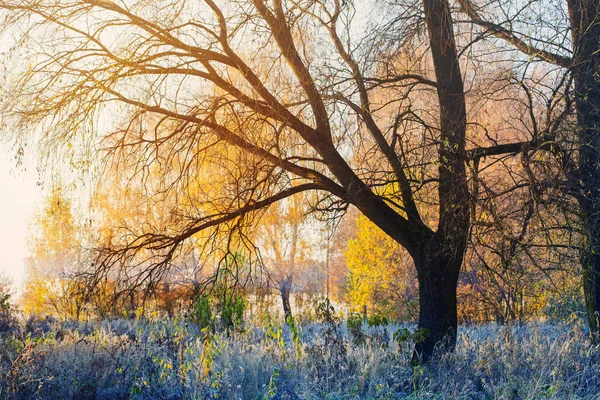 Солнечный осенний пейзаж с морозом — стоковое фото