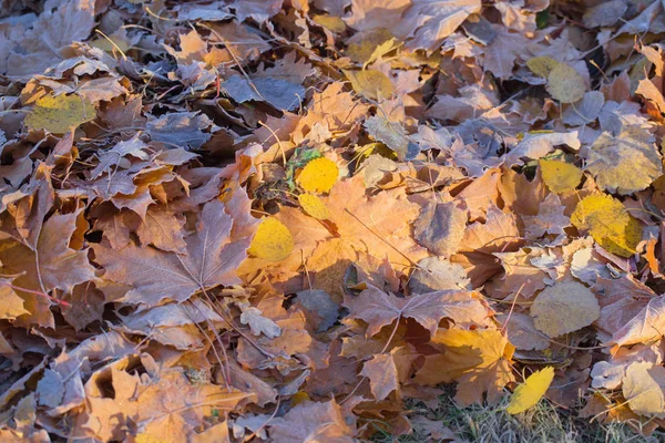 Fundo de outono com folhas em geada — Fotografia de Stock
