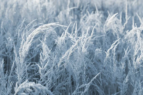 Nádherná divoká tráva v mrazu — Stock fotografie