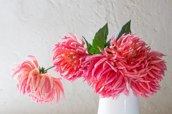 白い壁に白い花瓶のピンク・ダリアス — ストック写真