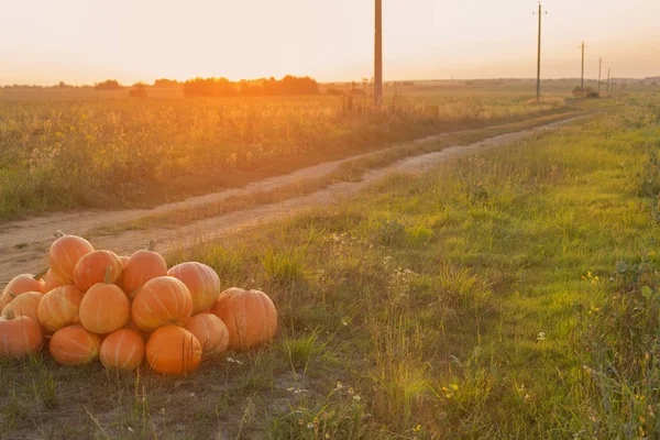 Orange pumpkins on rural field at sunset — Stock Photo, Image