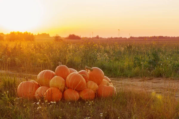 Calabazas naranjas en el campo rural al atardecer — Foto de Stock