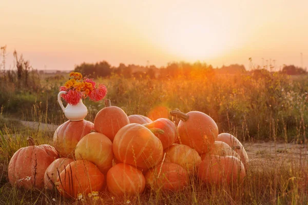 Orange pumpkins with flowers on rural field at sunset — Stock Photo, Image