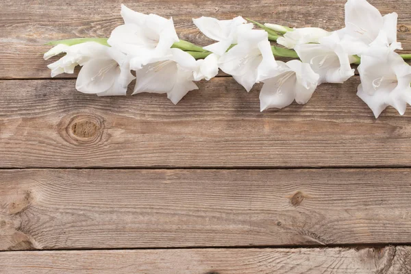 Bílá Gladiolus na dřevěném pozadí — Stock fotografie