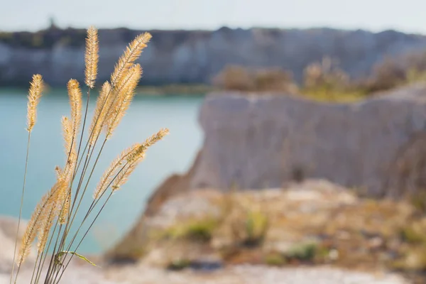 Timothy Grass på bakgrunds sjöar och chalkpit — Stockfoto