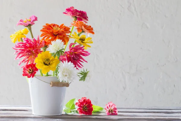 Bunga zinnia dalam ember pada latar belakang putih — Stok Foto