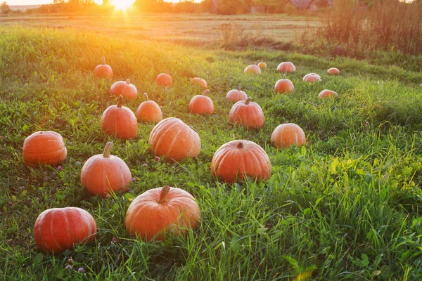 Field with pumpkins at sunset — Stock Photo, Image