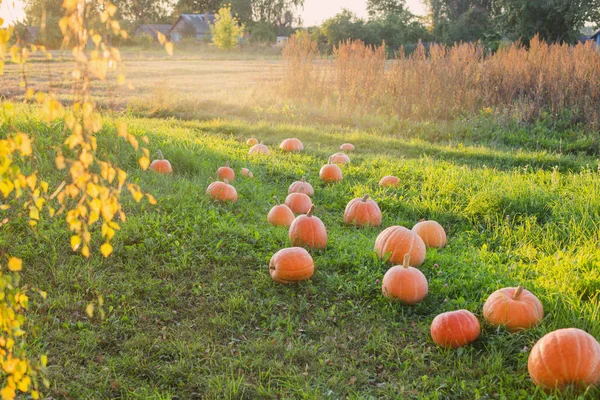 Veld met pompoenen bij zonsondergang — Stockfoto