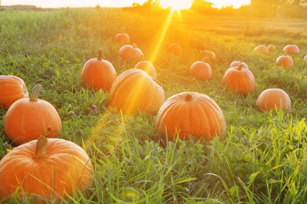 Veld met pompoenen bij zonsondergang — Stockfoto