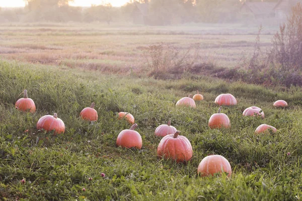 Field with pumpkins at sunset — Stock Photo, Image