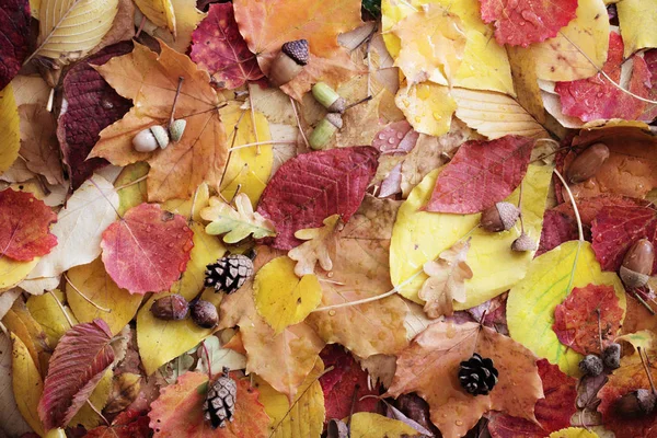 Herbstblätter mit Wassertropfen — Stockfoto