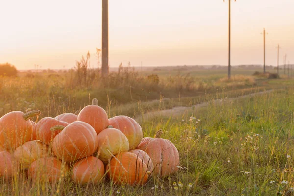 Orange pumpkins on rural field at sunset — Stock Photo, Image
